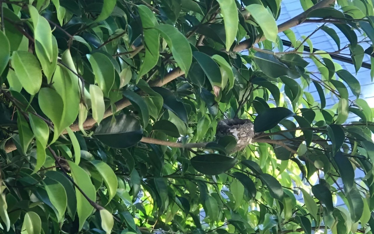 Small bird nest nestled among dense green leaves and branches.
