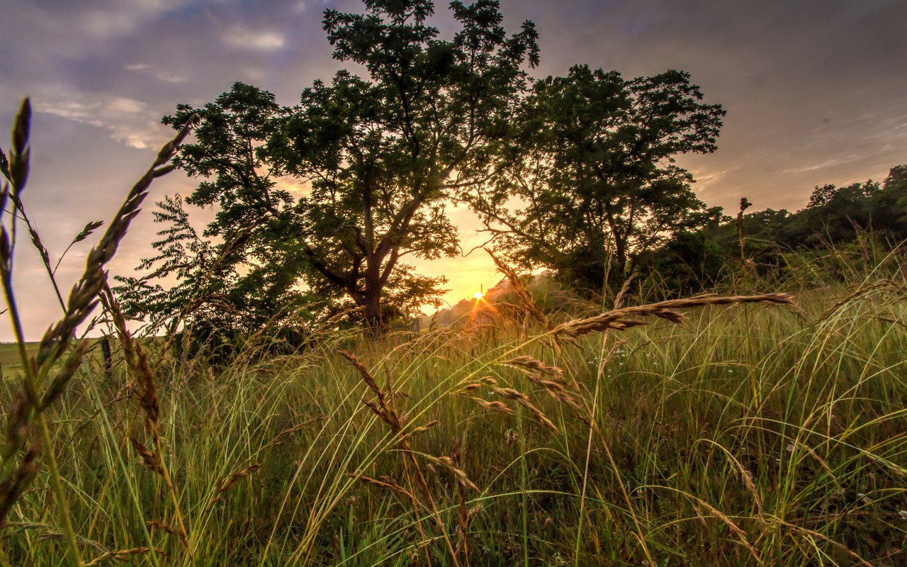 Tall grasses and trees silhouetted against a glowing sunset.