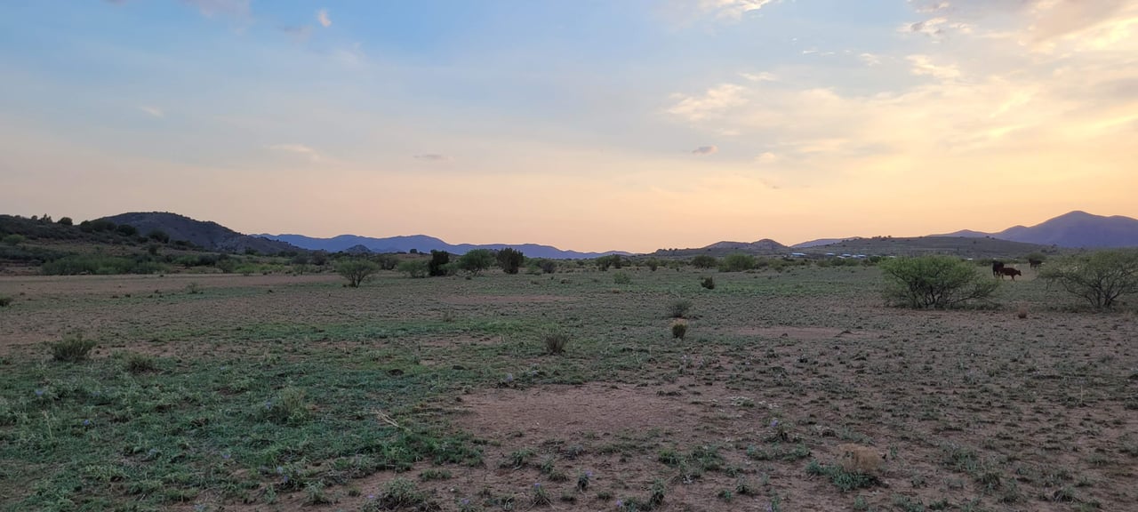 Blue Bell Quarter Horses