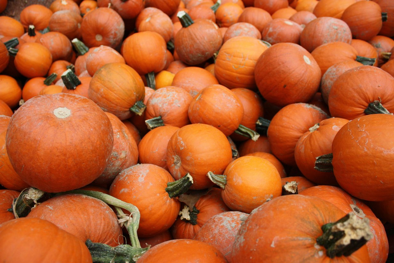 What to do in Newport Beach and Corona del Mar for the Halloween Season