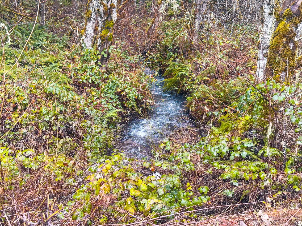 Coast Fork Woodland Meadows