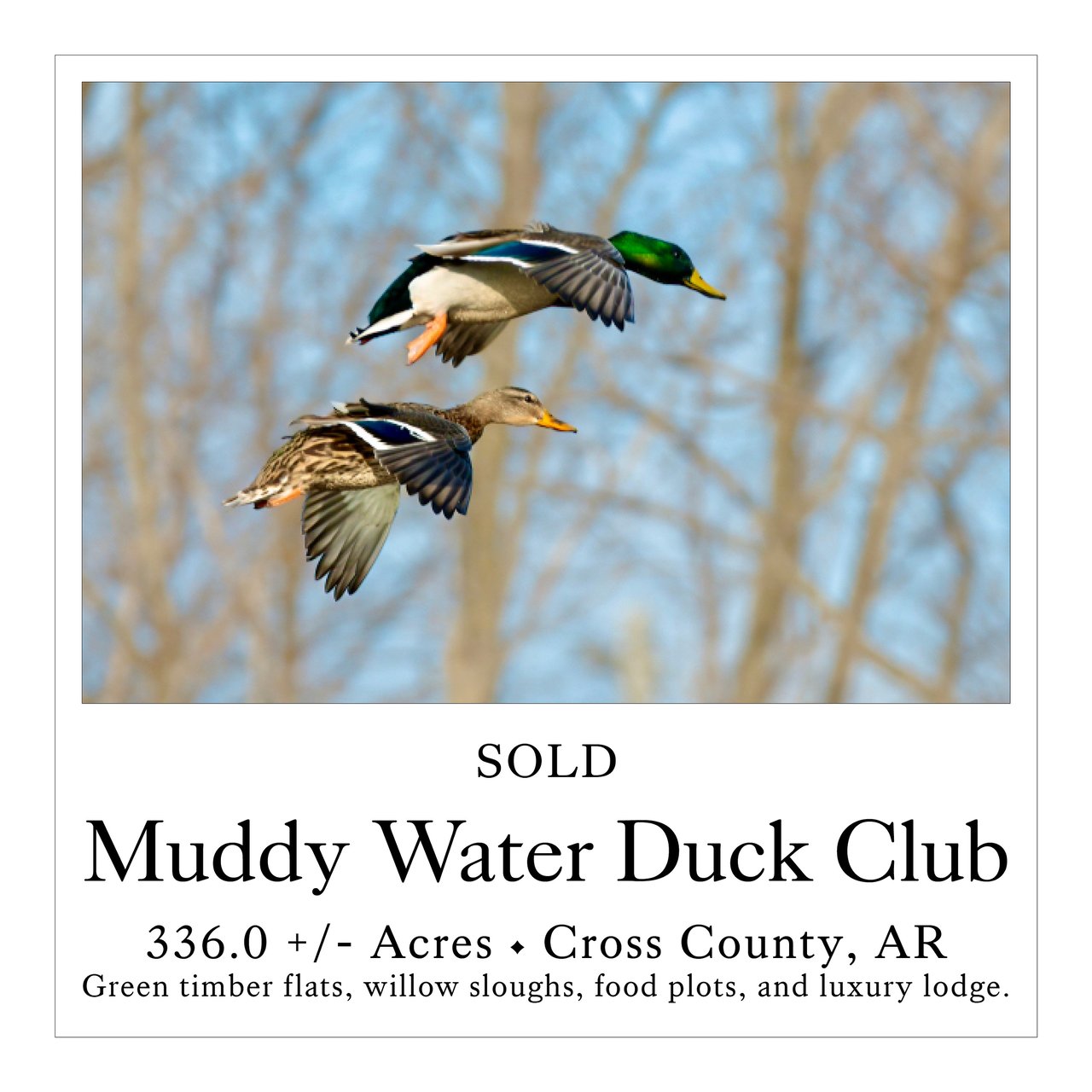 Muddy Water Duck Club
