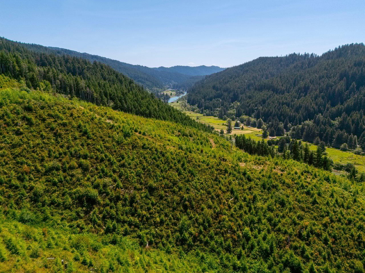 Alsea Estuary Forestland