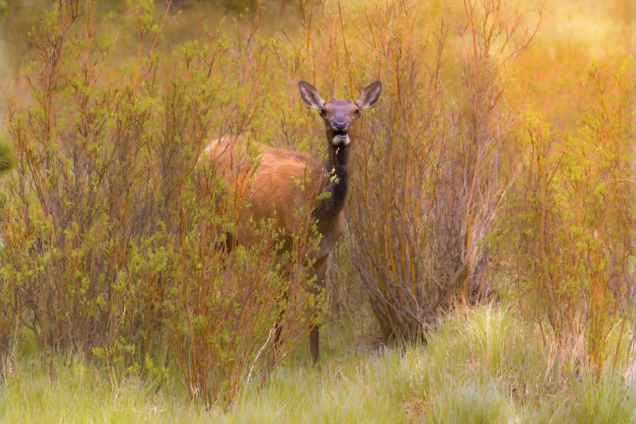Where the Road Meets the Sky: Driving Trail Ridge Road