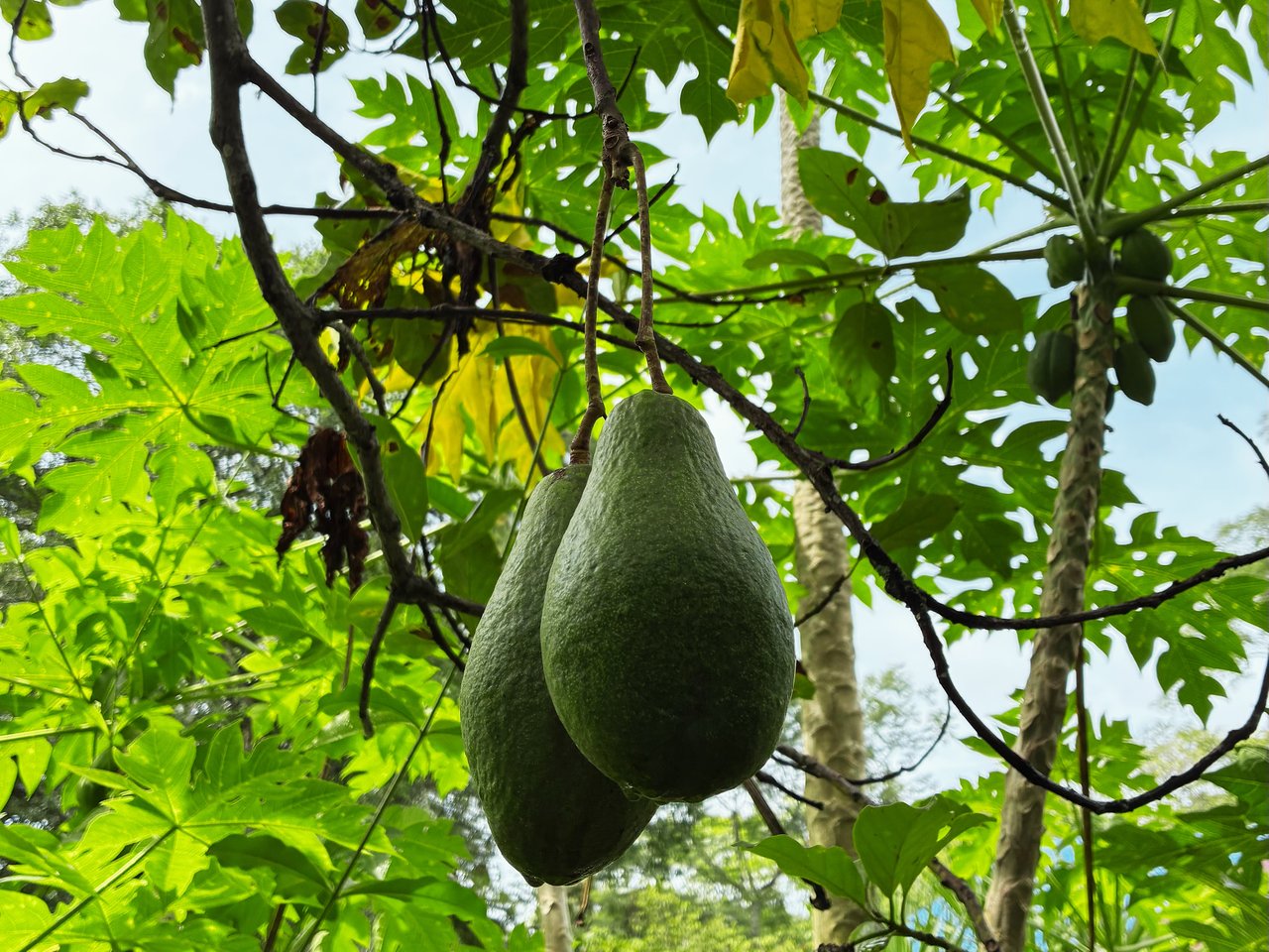 7-Hectare Farm with Teak Plantation, Existing Home & Eco-Development Potential Near Parrita, Costa Rica