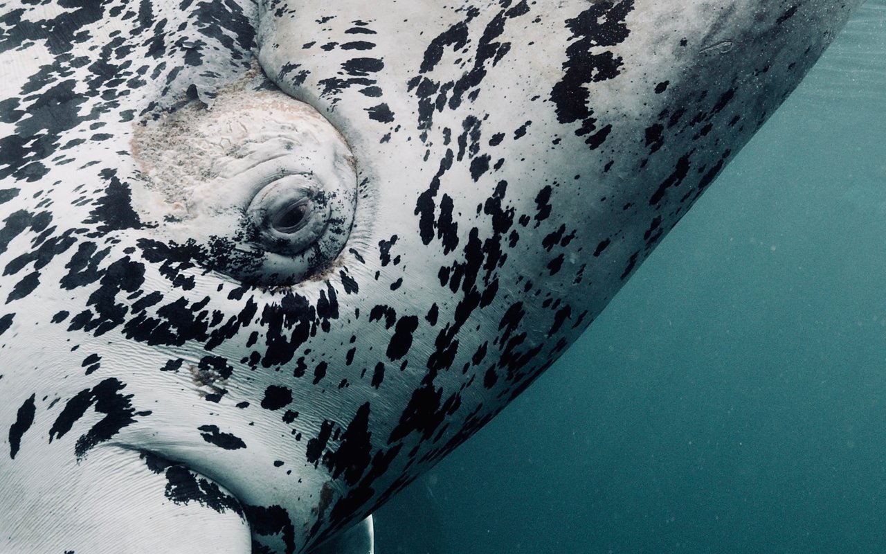 The Right Whale Film Premiere in Encinitas | Free Screening at La Paloma Theatre, Sept 5