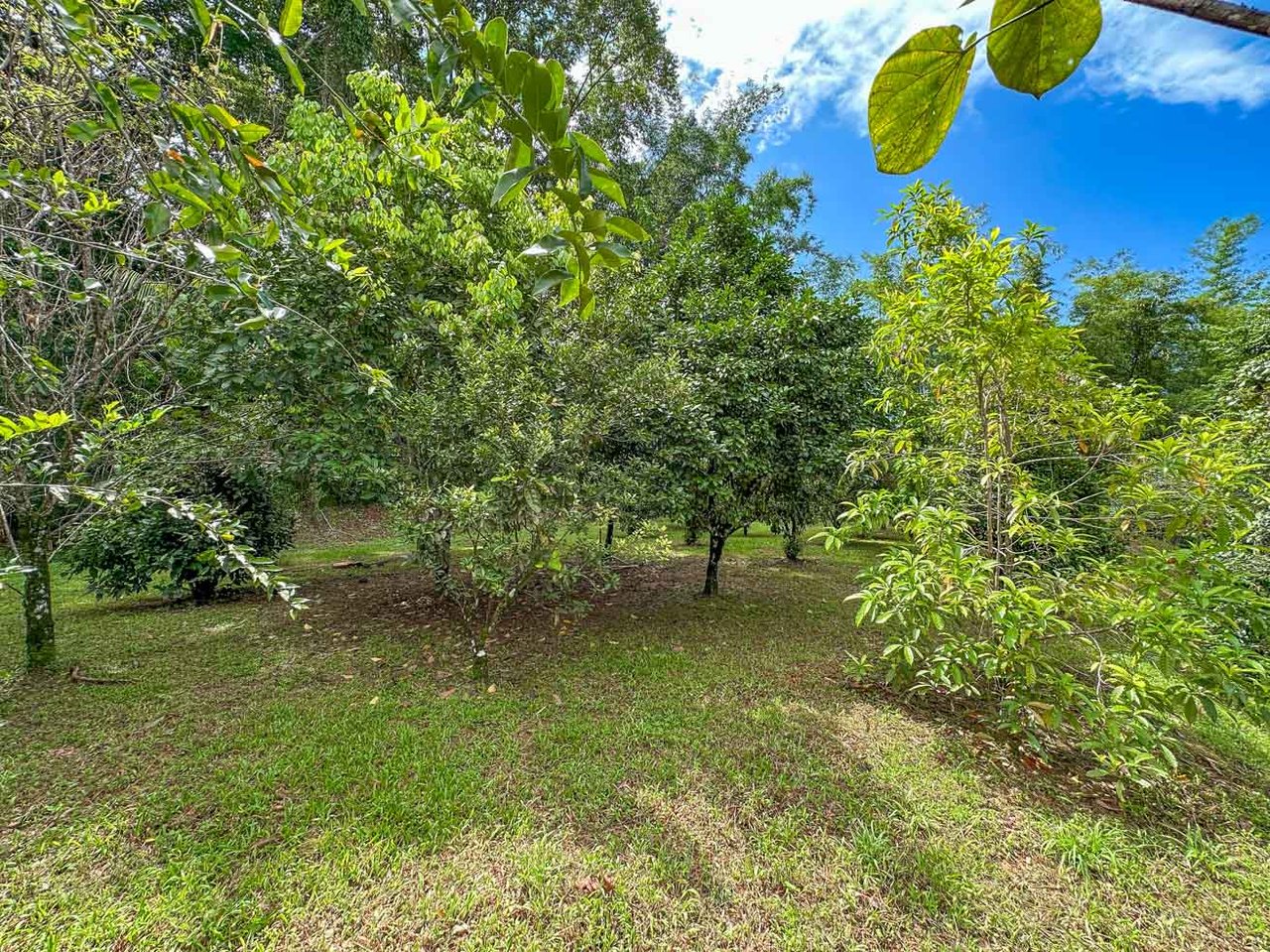 Ocean, jungle & mountain views on a meticulously landscaped 3-home family compound