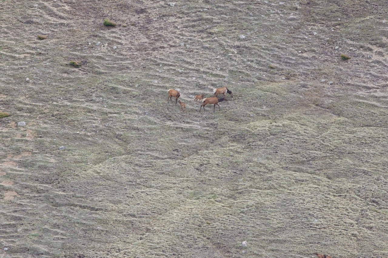 Where the Road Meets the Sky: Driving Trail Ridge Road