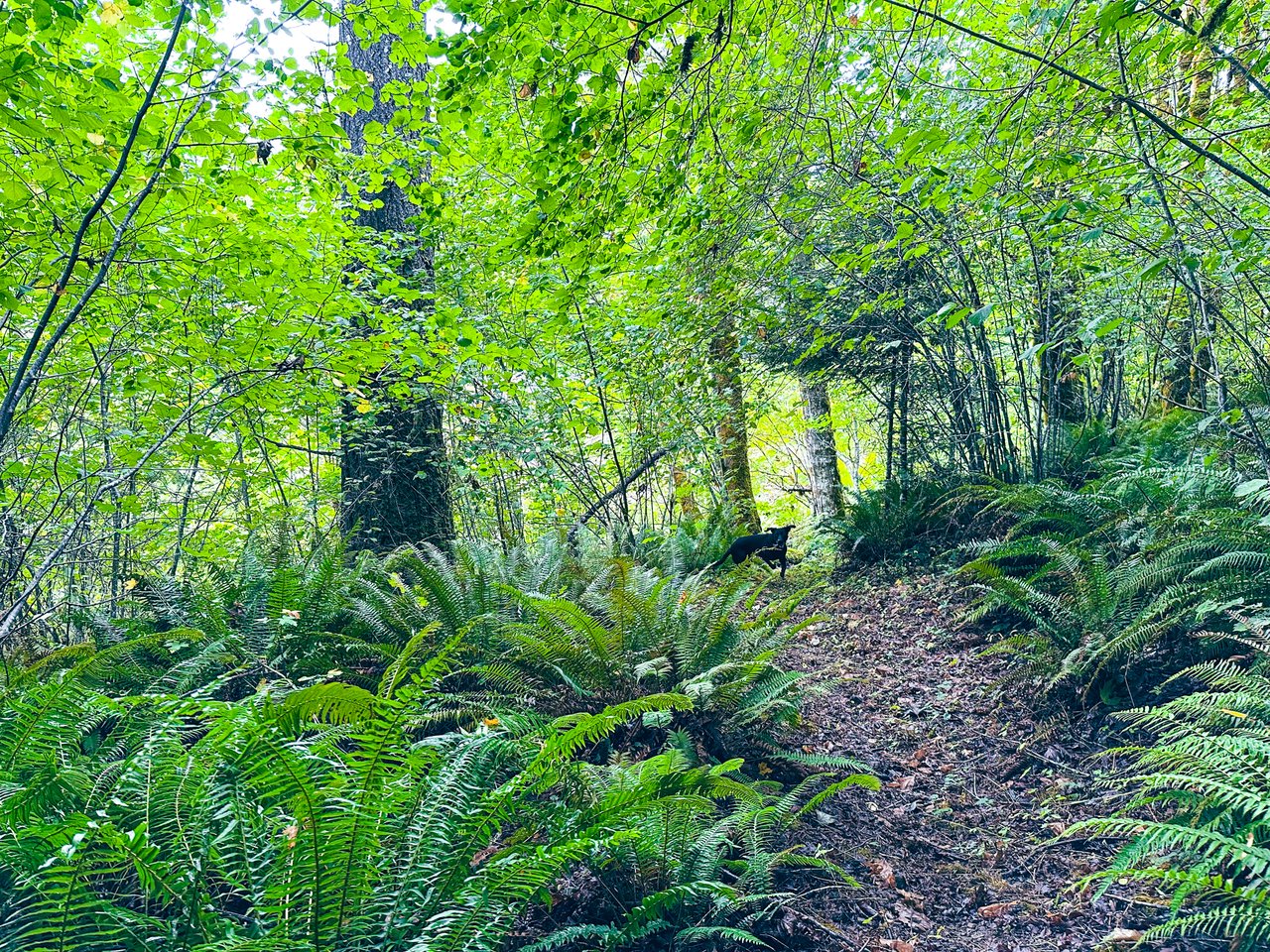 Little Forest
