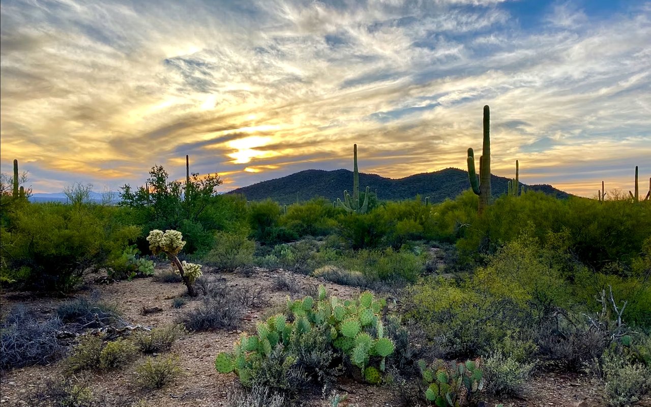 Sonoran Desert landscape with saguaro cacti and green hills beneath a glowing sunset sky.