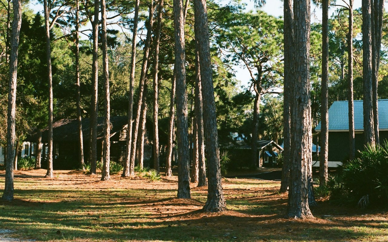 Largo homes nestled among tall pine trees.