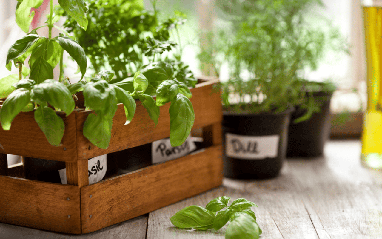 Starting an Indoor Food Garden: A Beginner's Guide