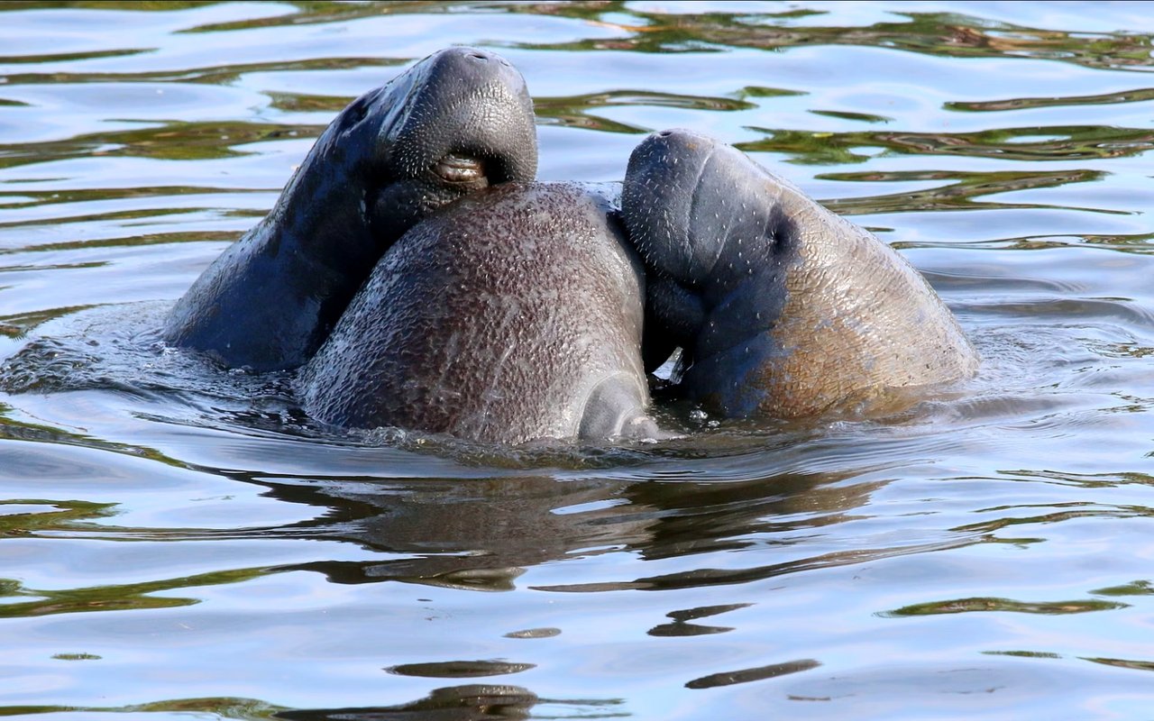 Interesting Things You Might Not Know About Manatee County