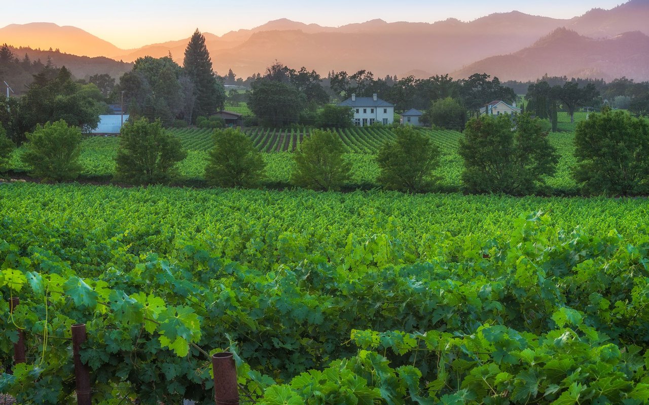 St. Helena (Napa)
