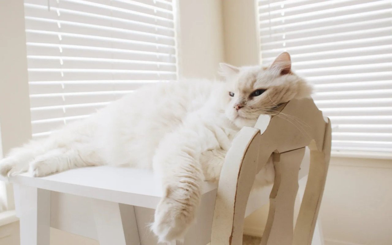 7 Tips For Moving With Kids Or Pets