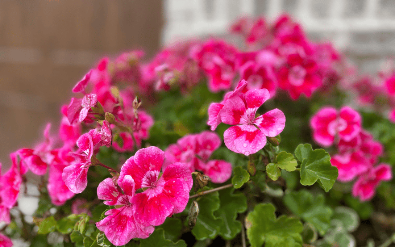 Enhance Your Curb Appeal and Boost Your Home's Value with Geraniums