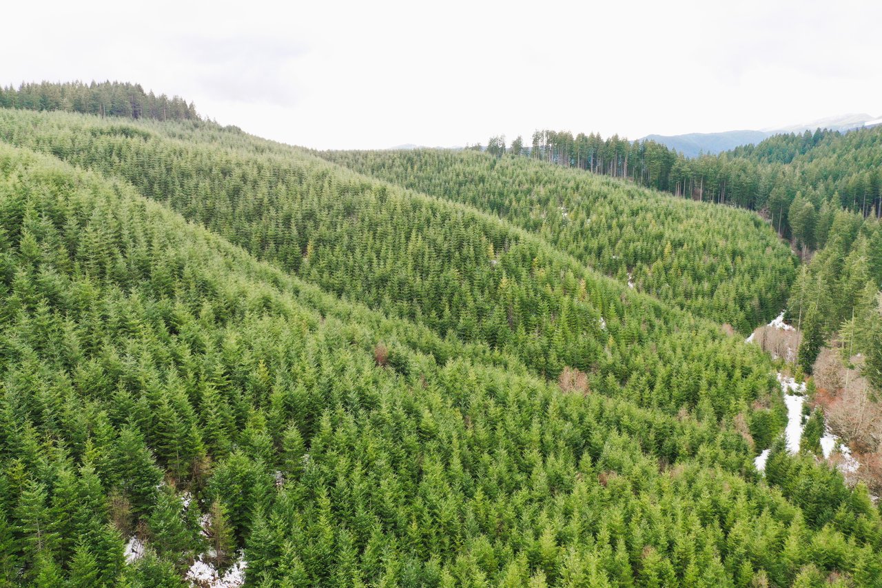 ARC Woods