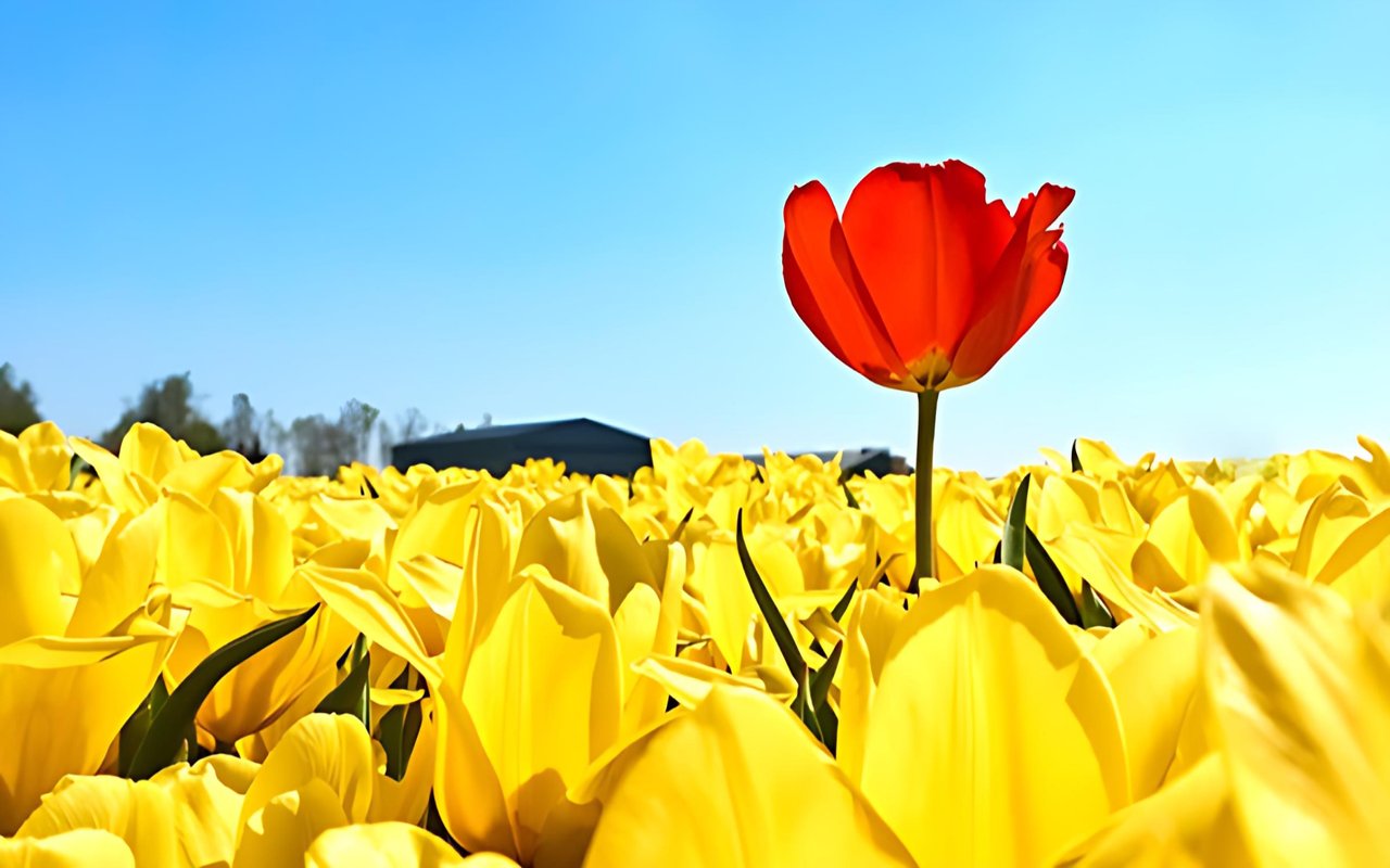 Buyers: Are You Ready for a Bidding War?