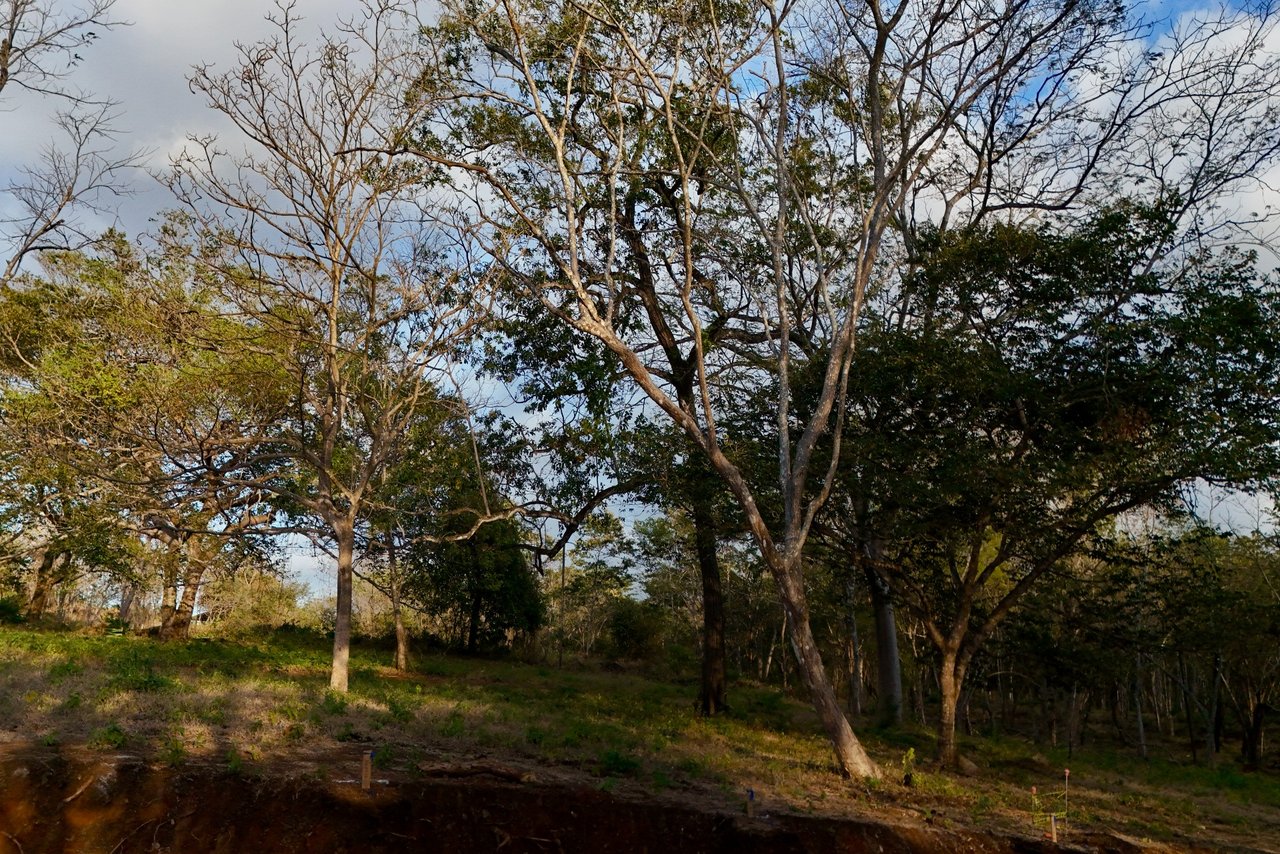 Simbiosis at Playa Avellanas: An Exclusive Gated Community Steps From The Beach 