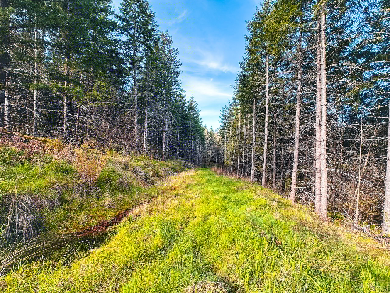 Liberty Forest Auction