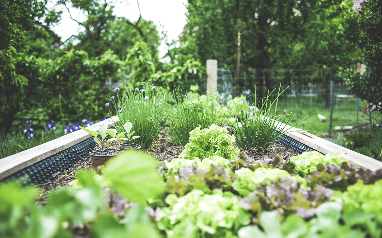 A Beginner’s Guide to Starting a Garden at Home