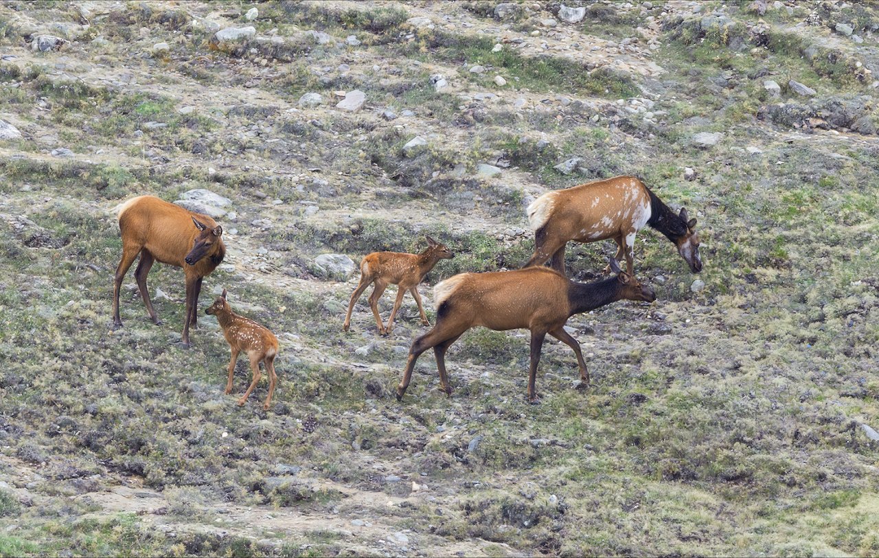 Where the Road Meets the Sky: Driving Trail Ridge Road