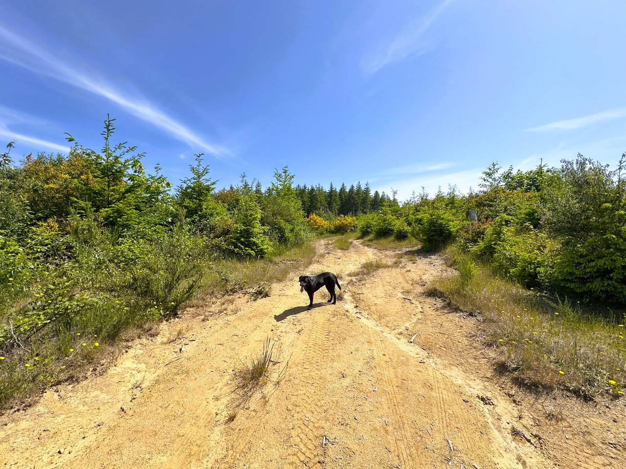 Alsea Estuary Forestland