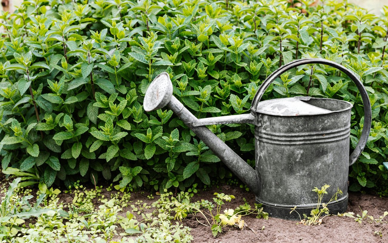 10 Tips to Make Your Garden Shine This Summer