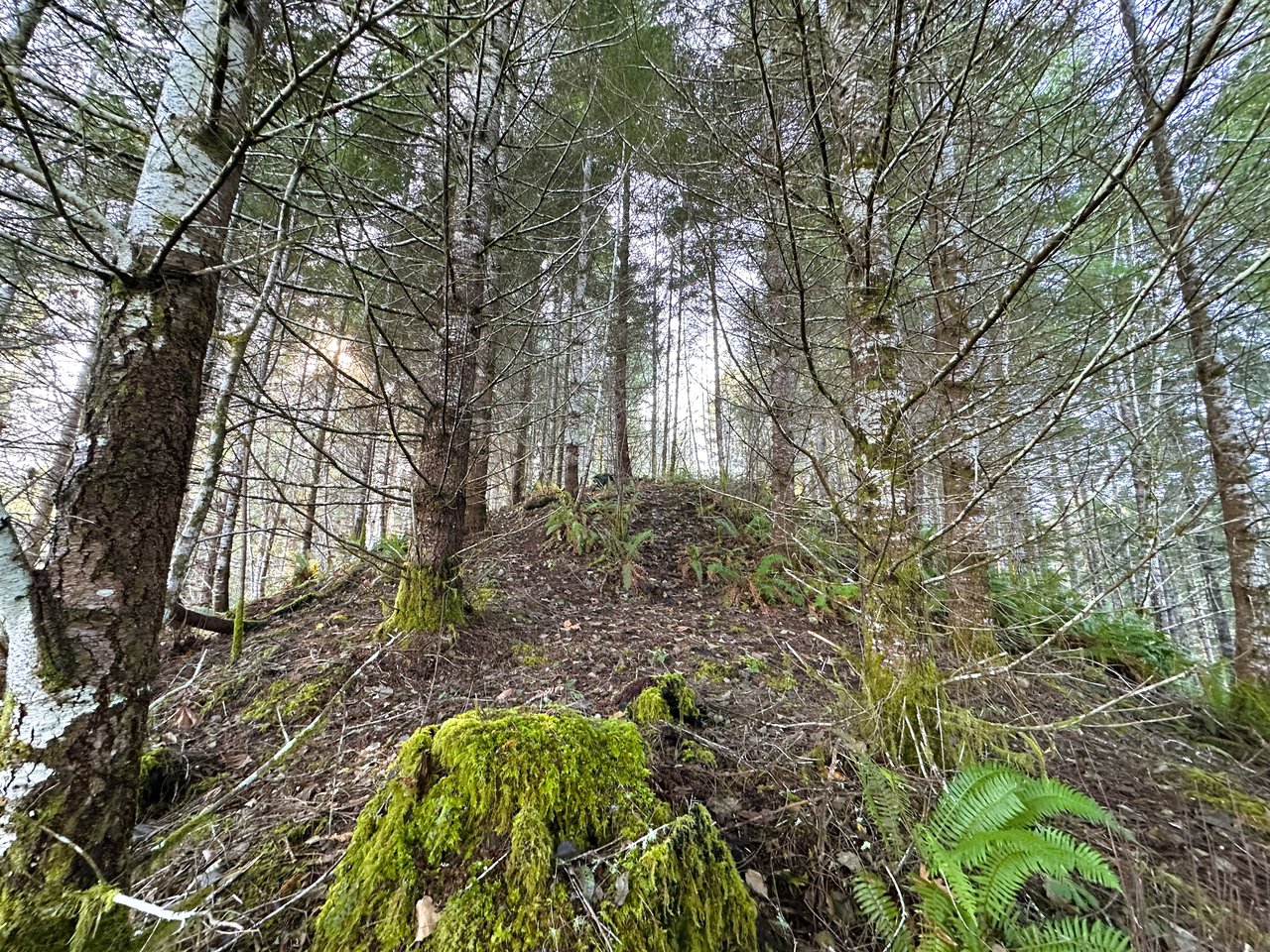 Rust Road Forest