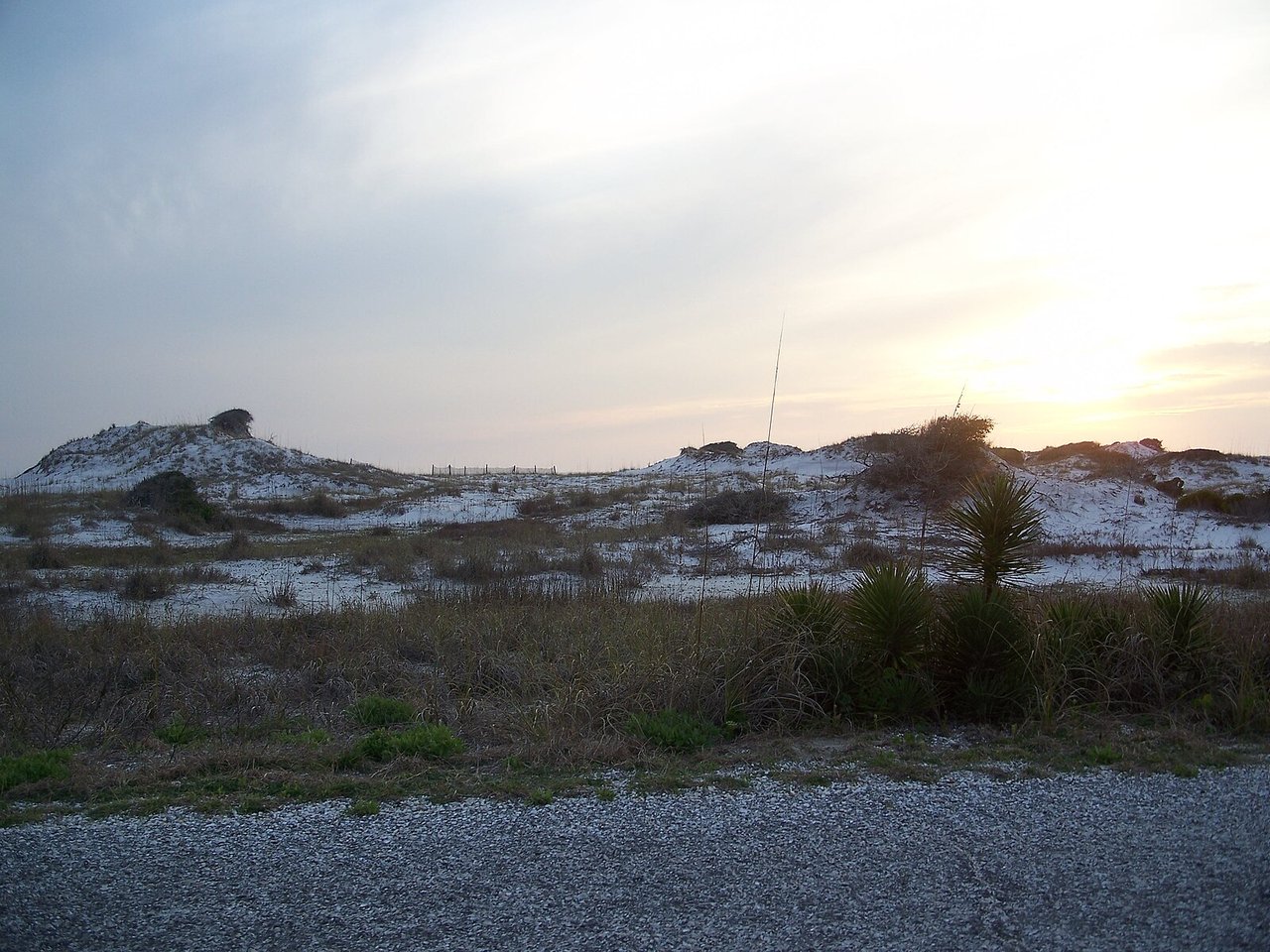 Coastal dunes with sparse grasses and yucca plants beneath a low golden sun.