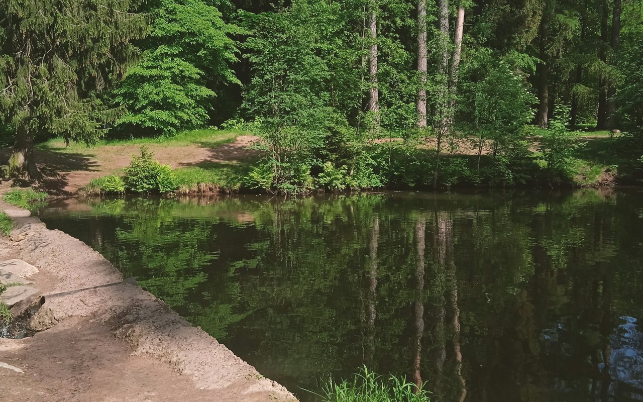 Wooded pond reflecting green trees beside a rough stone path.