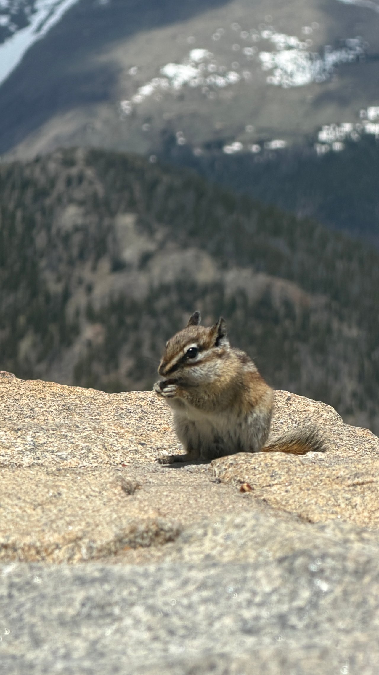 Into the Wild: Discovering Rocky Mountain National Park with Monica