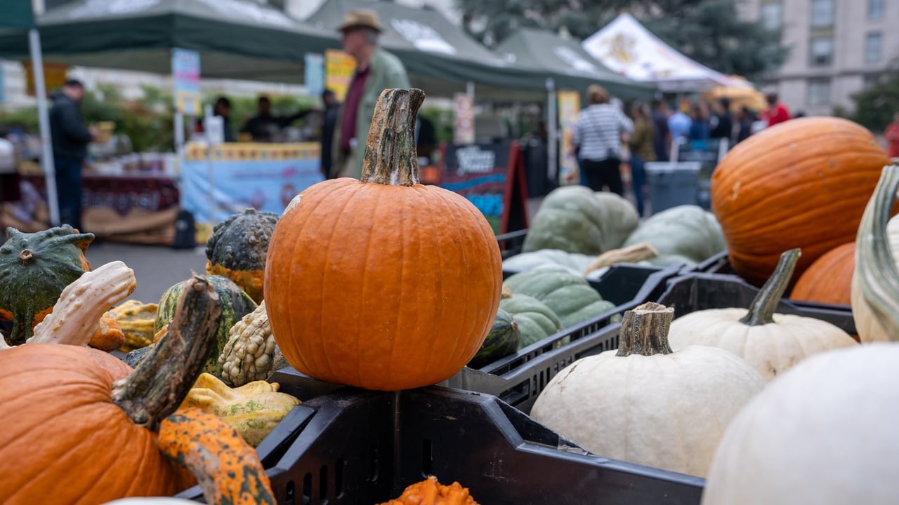 Orange, white and green pumpkins and gourds in black crates at an outdoor farmers market, with vendor tents and shoppers in the background