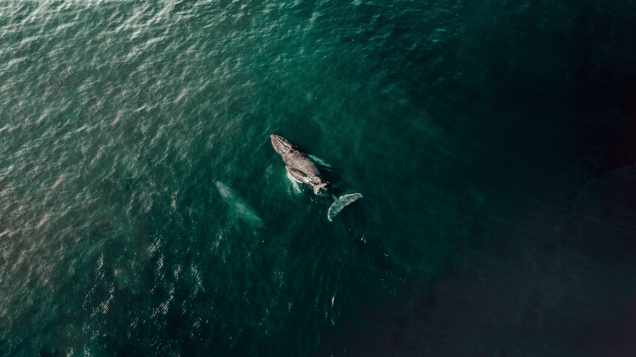 Two whales swim together in teal ocean water viewed from above.