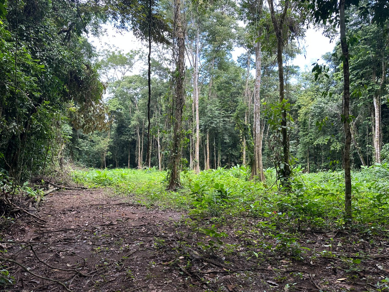 Jungle Oasis with River Frontage Near Dominical – 5.2 Acres of Pure Nature