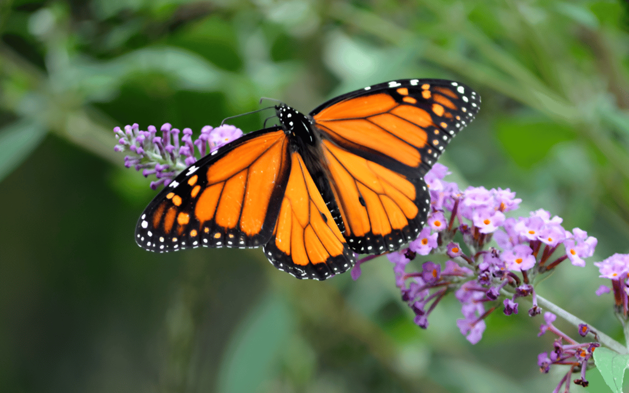 Springtime Fun for the Whole Family in Bergen County