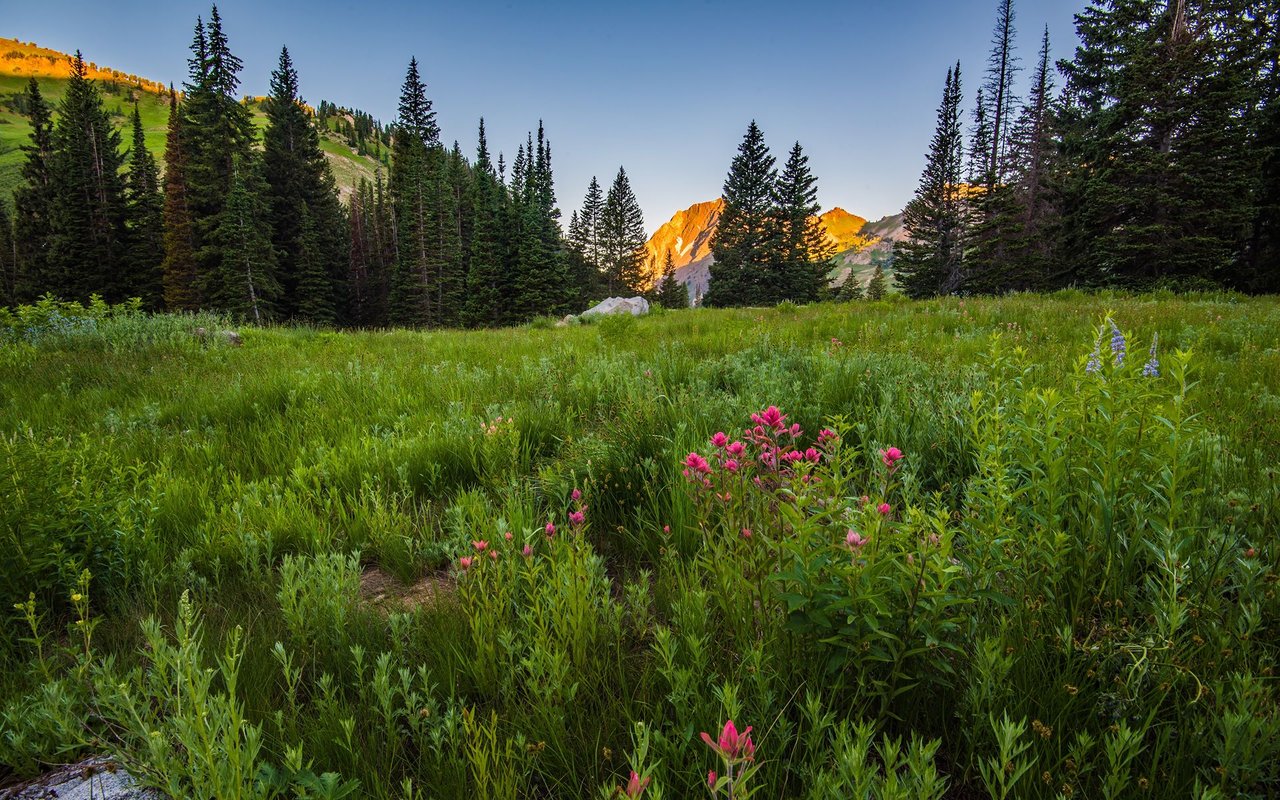 Alpine wildflower meadow with evergreen forest and sunlit mountain peaks.