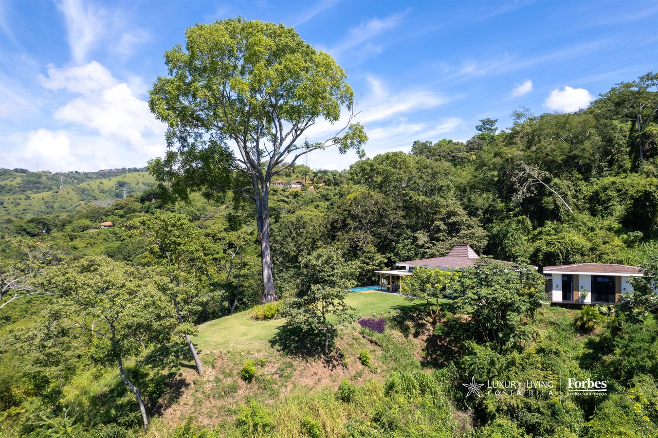 Modern home and pool on a lush hillside, framed by a large tree and forested valley views.