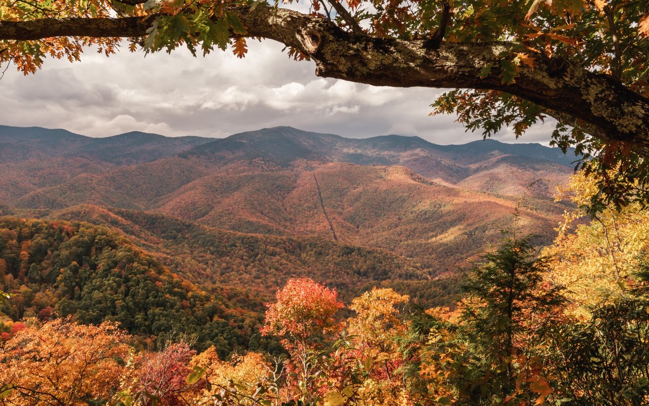 Autumn foliage blankets mountain ridges, framed by a large tree branch and colorful foreground leaves.