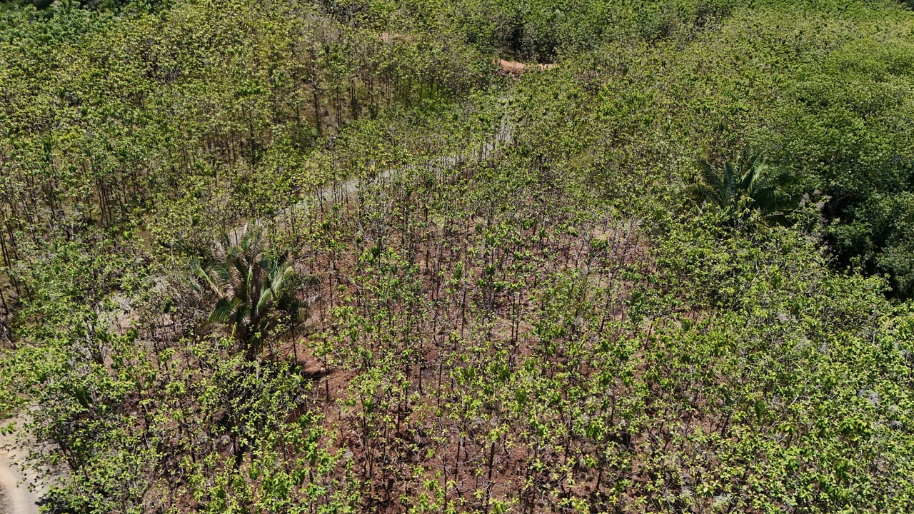 Prime 1.24-Acre Land in Matapalo / San Andrés – Ready to Build