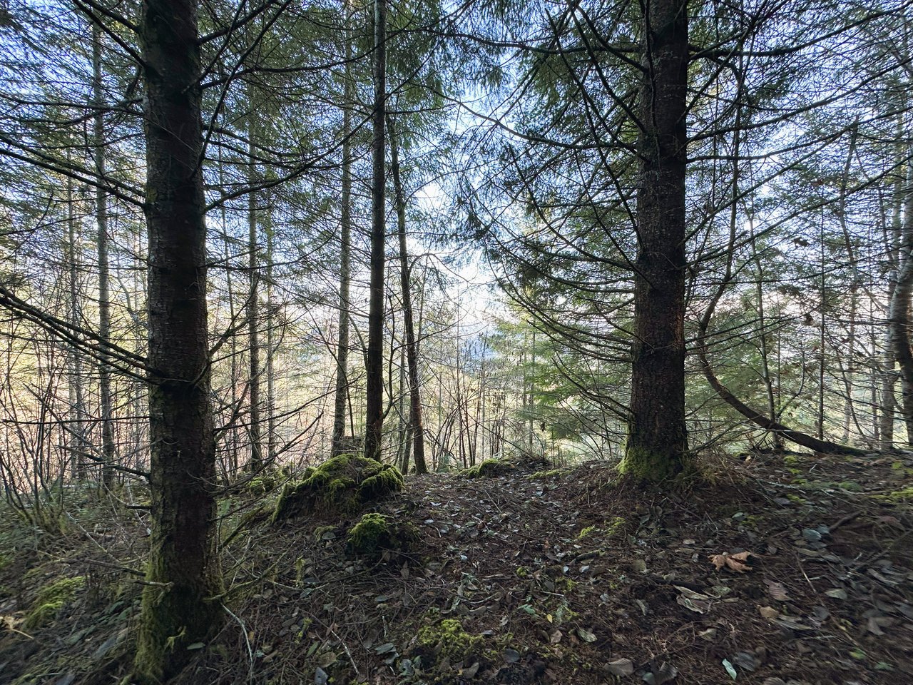 Rust Road Forest