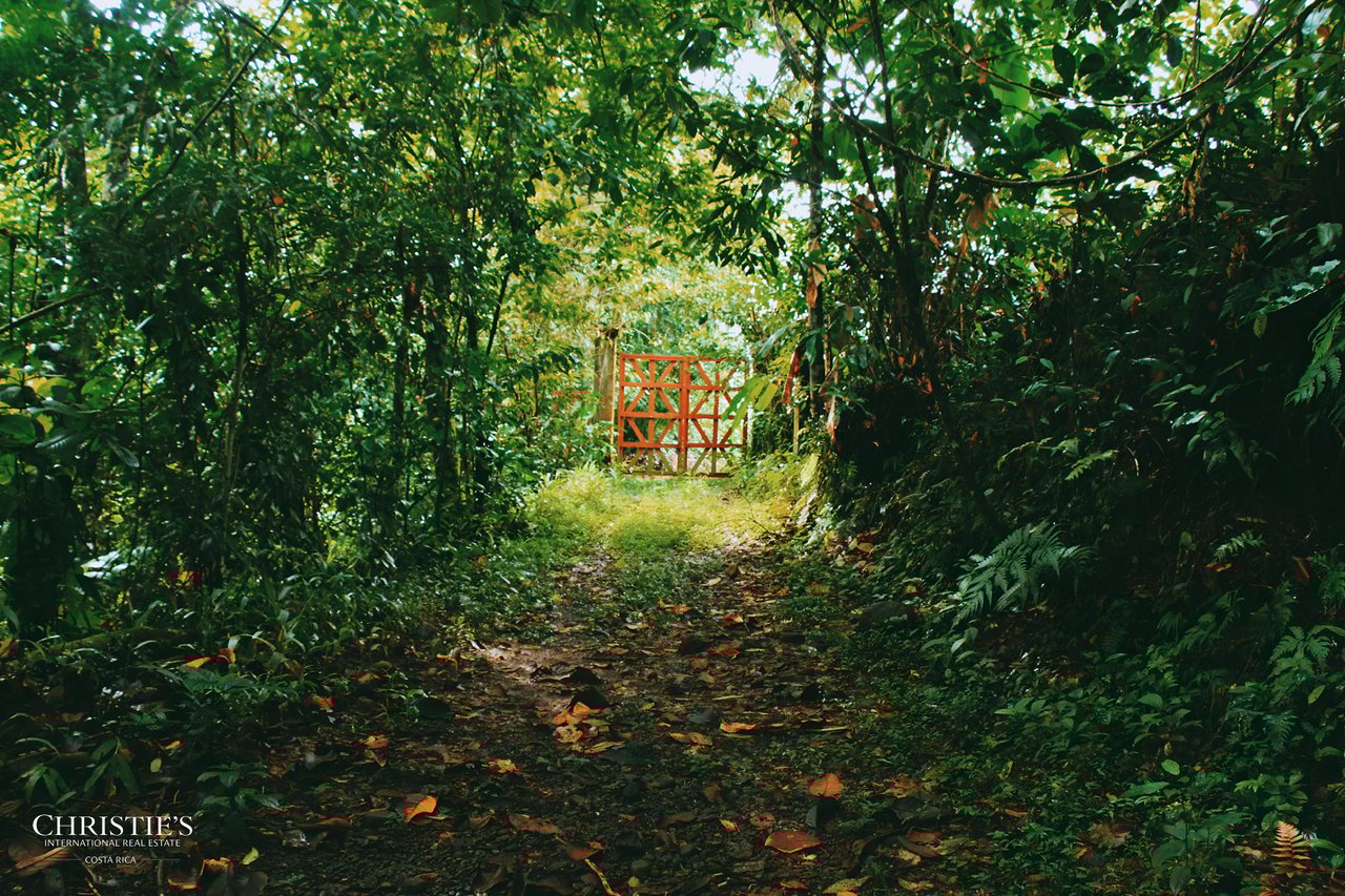 Finca Isla Rainforest Retreat – A Rare Income-Producing Paradise