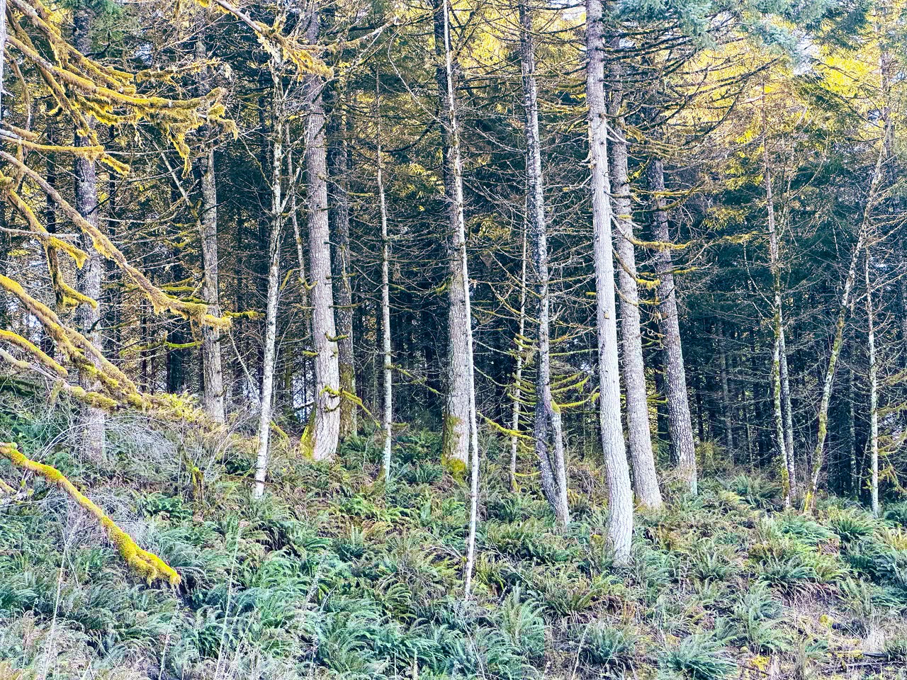 Marion Woods - Auction