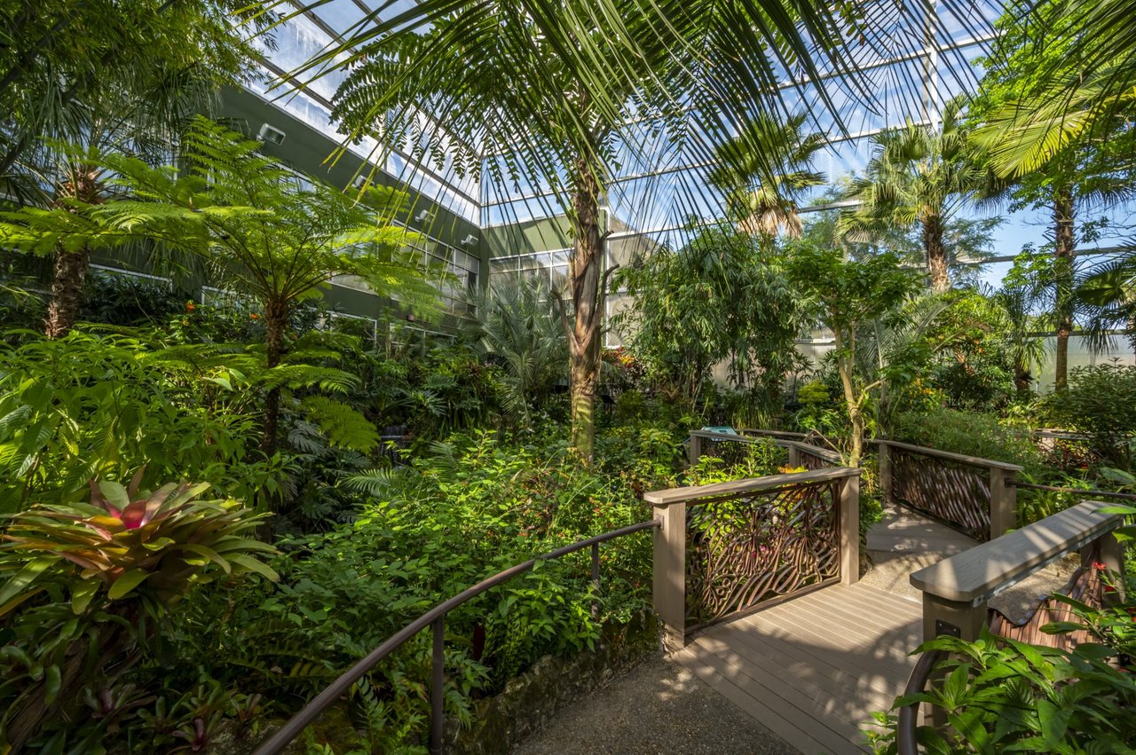 A lush tropical scene at the Butterfly Rainforest in Gainesville, FL, showcasing vibrant plant life and walking paths.