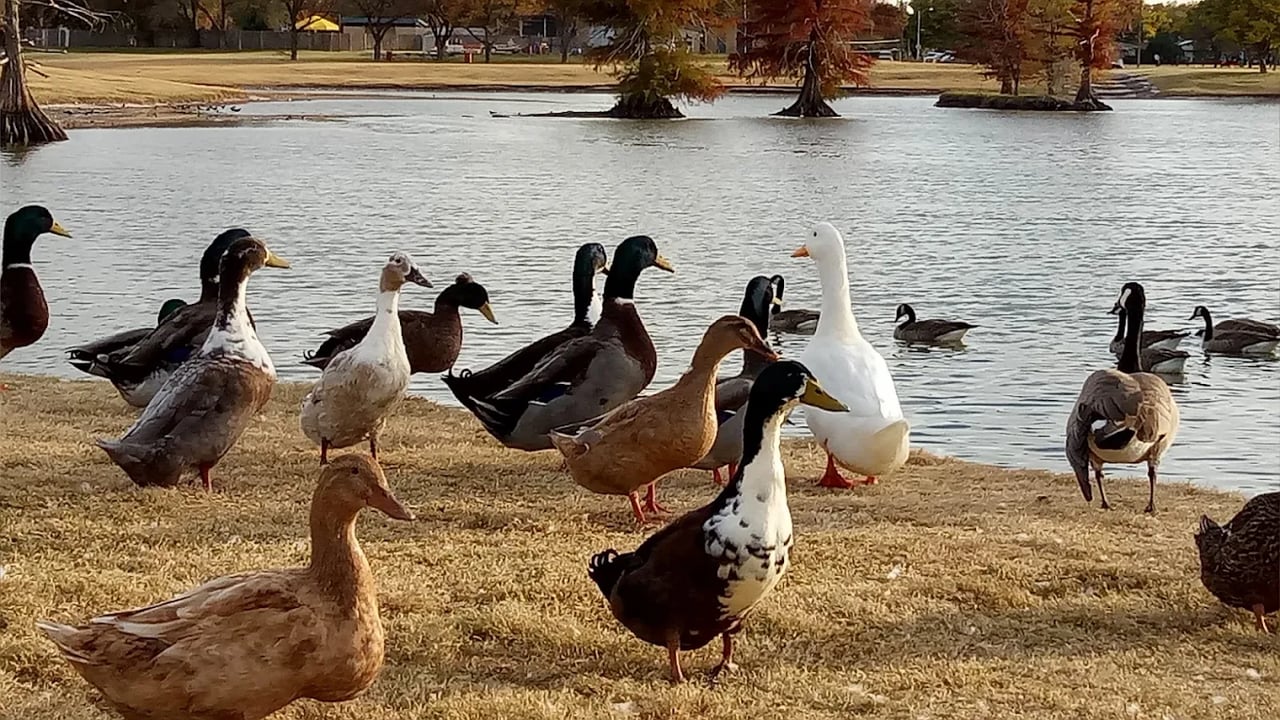 Maxey Park Homes for Sale in Lubbock, TX