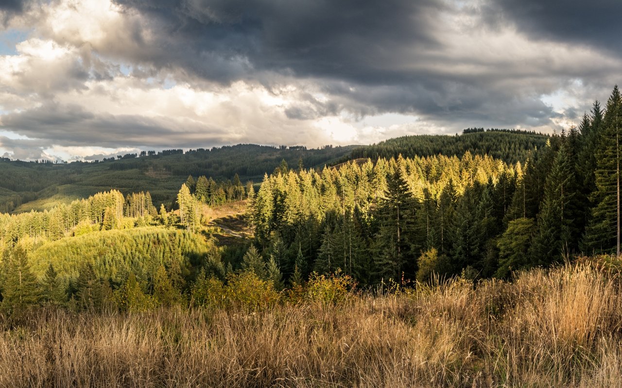 Brush Prairie