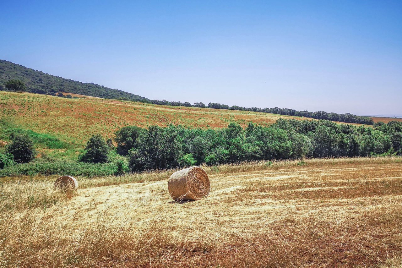 Hunting Reserve - Capalbio