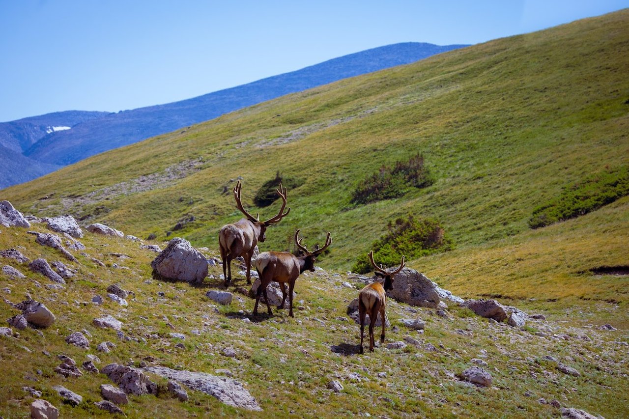 Driving Into the Wild: A Sensory Journey Along Old Fall River Road