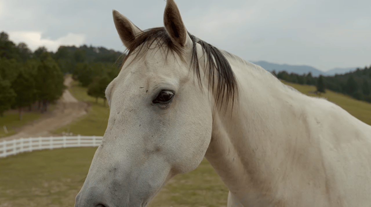 Equestrian
