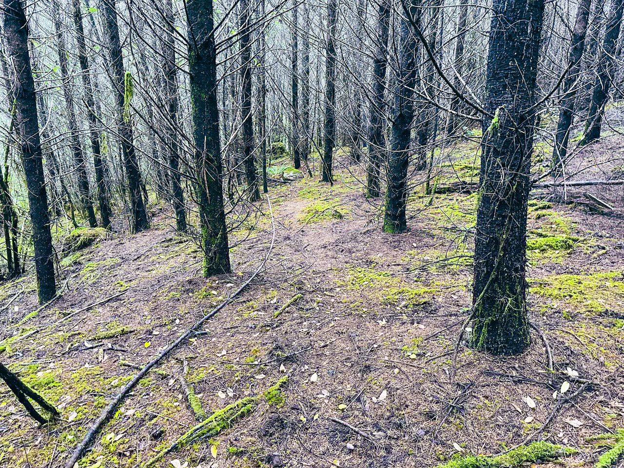 Little Forest